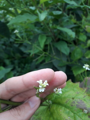 Alliaria petiolata