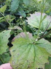 Alliaria petiolata