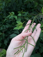 Alliaria petiolata