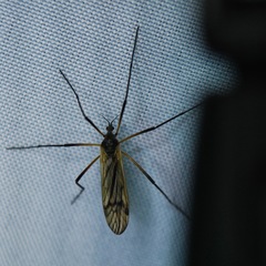 Prionolabis rufibasis