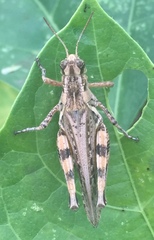 Melanoplus ponderosus