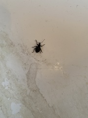 Otiorhynchus sulcatus