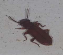 Platisus angusticollis