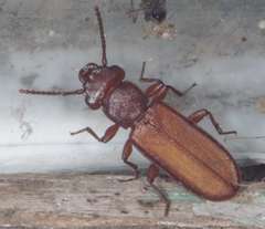 Platisus angusticollis