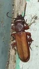 Platisus angusticollis