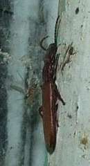Platisus angusticollis