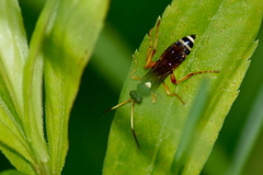 Ichneumon ambulatorius