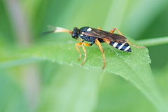 Ichneumon ambulatorius