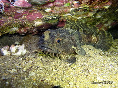Batrachomoeus dubius