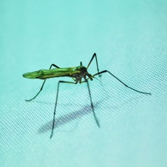 Prionolabis rufibasis
