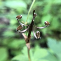Geranium sibiricum