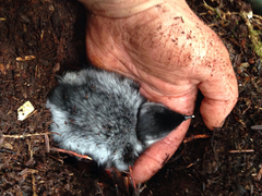 Synthliboramphus antiquus