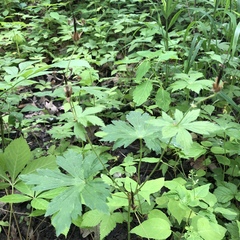 Geranium sibiricum