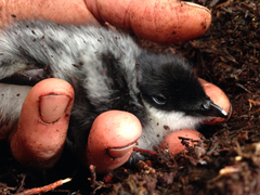 Synthliboramphus antiquus