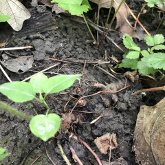 Geranium sibiricum