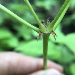 Geranium sibiricum