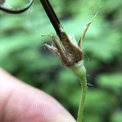 Geranium sibiricum