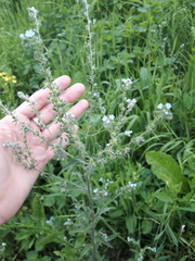 Lappula squarrosa