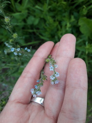 Lappula squarrosa