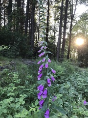 Digitalis purpurea