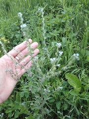 Lappula squarrosa