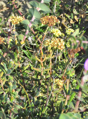 Crassula mollis