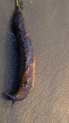 Prophysaon vanattae