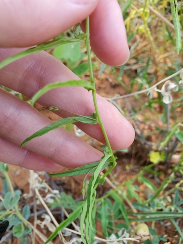 Xenostegia tridentata subsp. angustifolia image