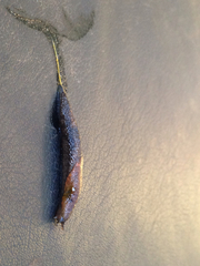 Prophysaon vanattae