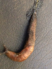 Prophysaon vanattae