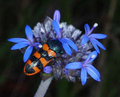 Castiarina crenata