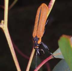 Rhinotia haemoptera