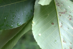 Caryomyia sanguinolenta