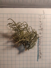Usnea ceratina