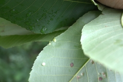 Caryomyia sanguinolenta