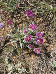 Astragalus spatulatus