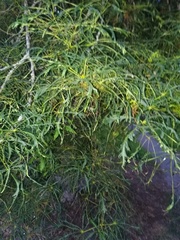 Aesculus hippocastanum