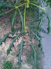 Aesculus hippocastanum