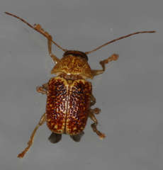 Cadmus
