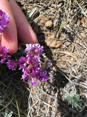 Astragalus spatulatus