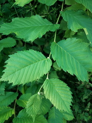 Ulmus glabra