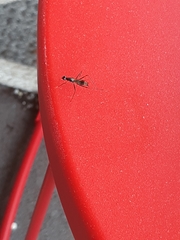Rainieria antennaepes