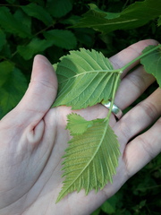 Ulmus glabra