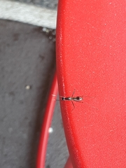 Rainieria antennaepes