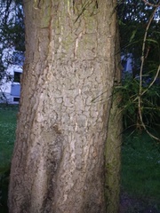 Aesculus hippocastanum