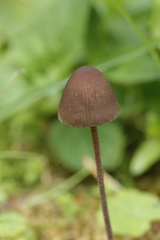 Panaeolus acuminatus