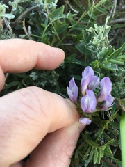 Astragalus agrestis