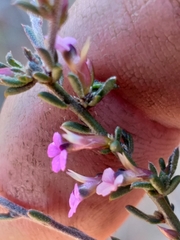 Muraltia dispersa