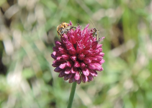 Round-headed Leek
