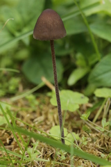 Panaeolus acuminatus